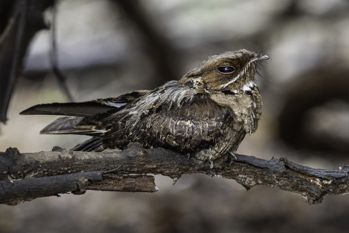 Jerdon's Nightjar - Sriram Reddy