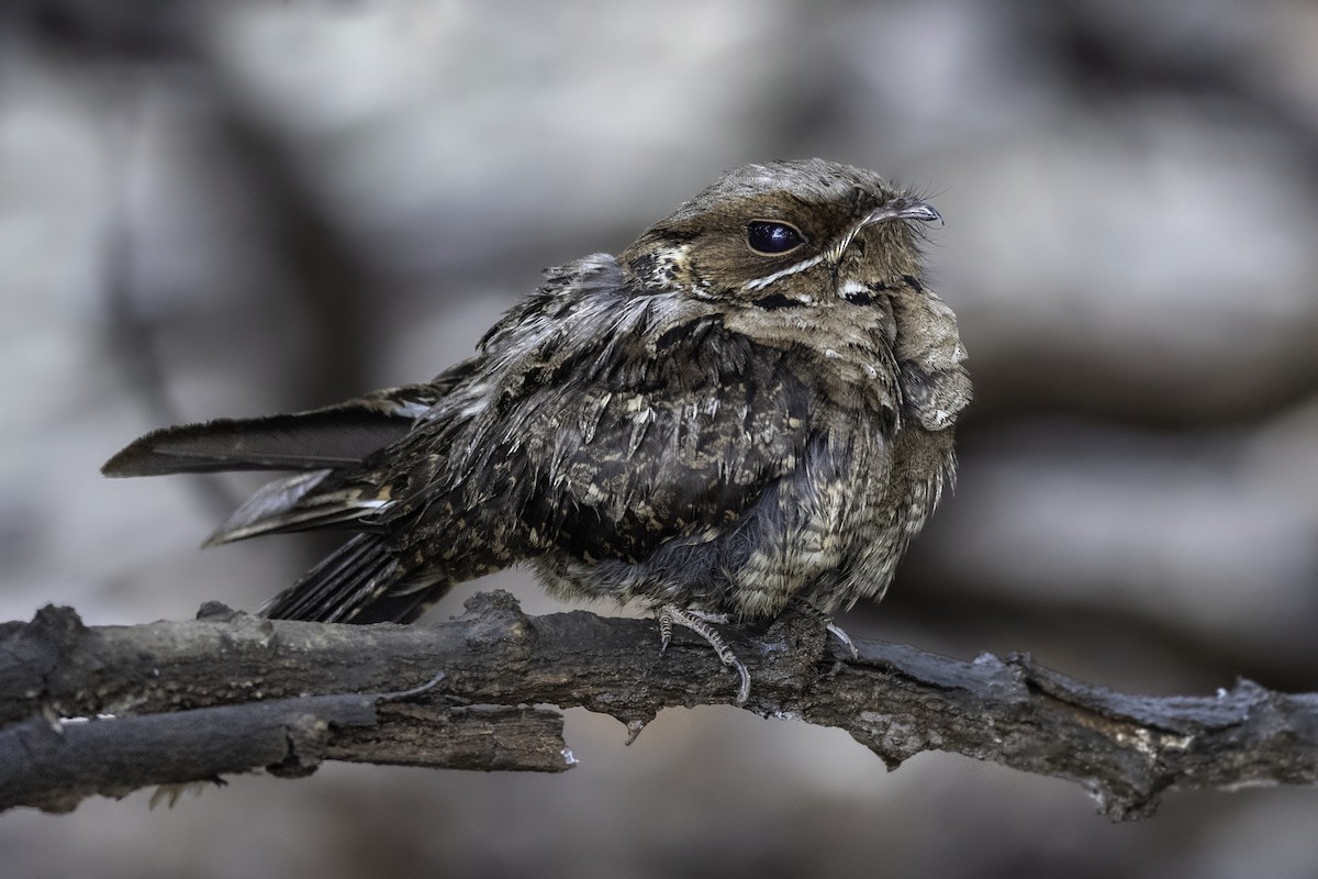 Jerdon's Nightjar - ML174743651