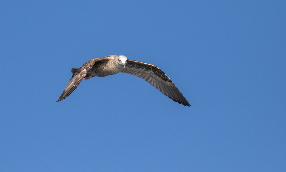 Gaviota Argéntea - ML174747821