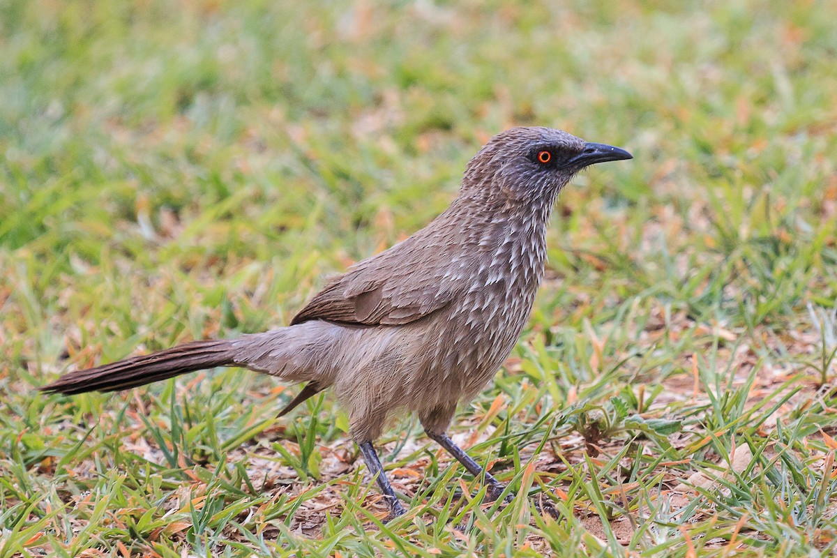 Arrow-marked Babbler - Karin Coetzer