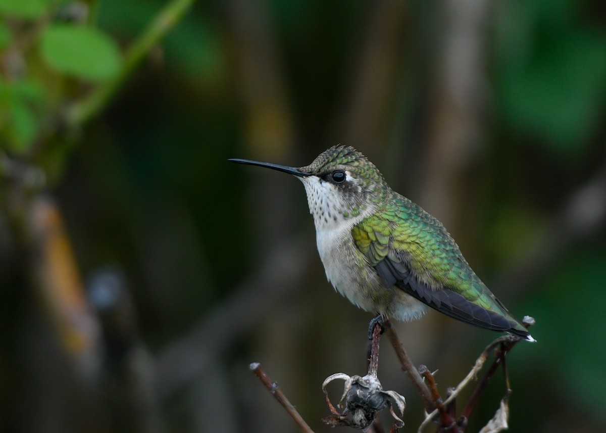 Ruby-throated Hummingbird - Jonathan Irons