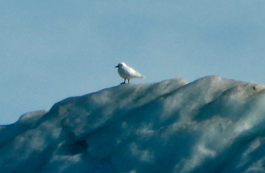 Ivory Gull - Jocelyne Pelletier