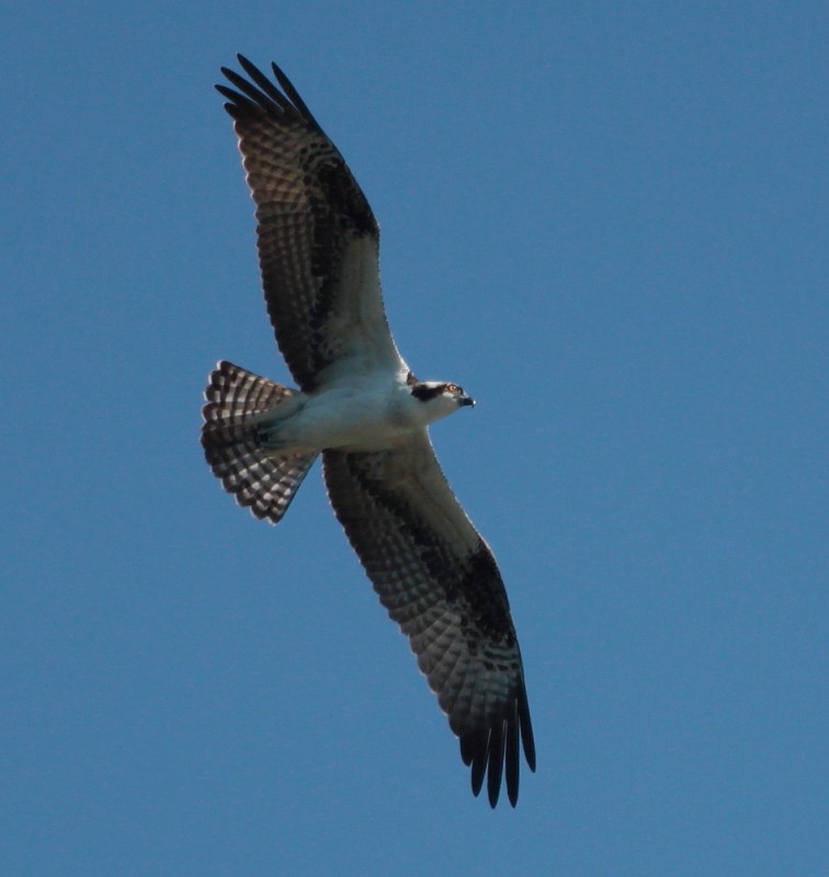 Falco pescatore - ML174752231