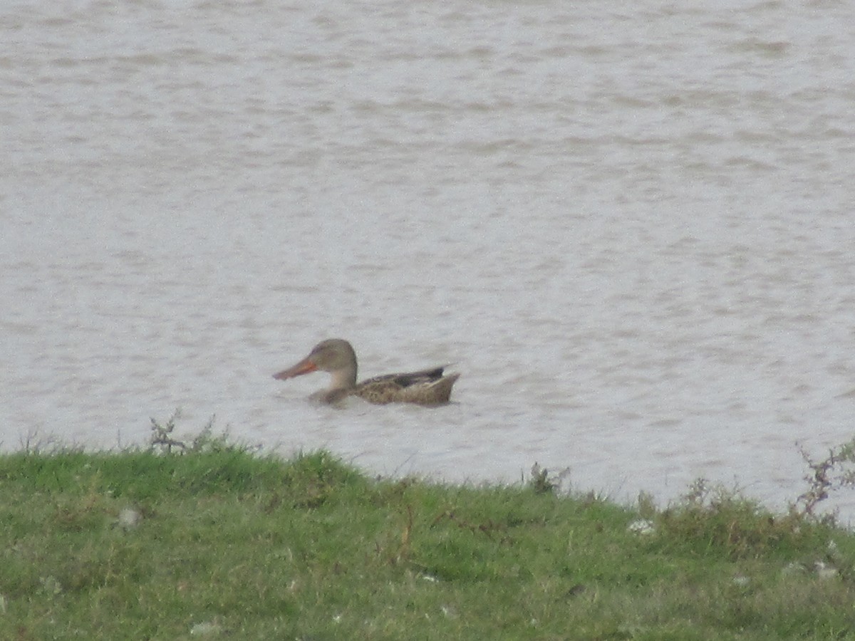 Northern Shoveler - ML174753161