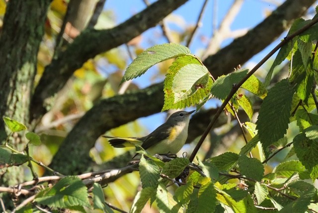 American Redstart - Stephanie  Swanzey