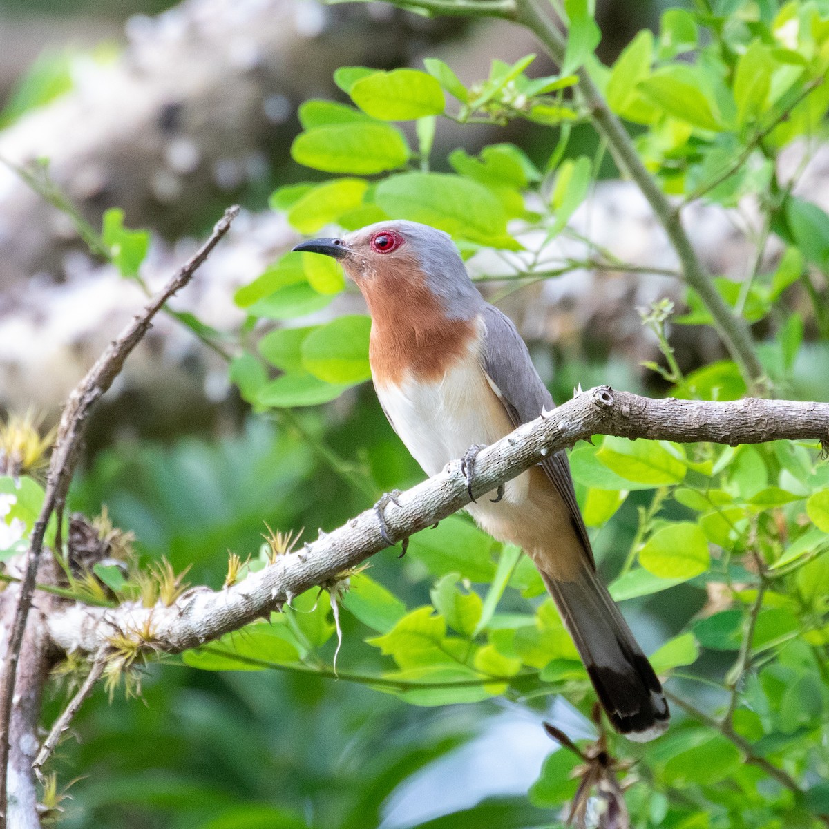 Dwarf Cuckoo - Steve McInnis