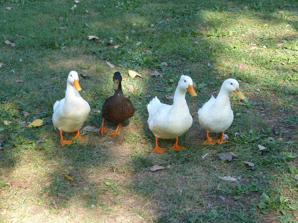 Mallard (Domestic type) - ML174755281