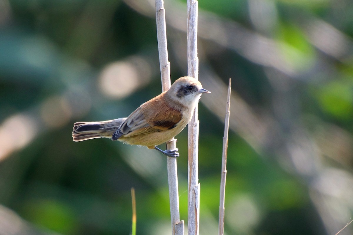 Eurasian Penduline-Tit - Shlomi Segall