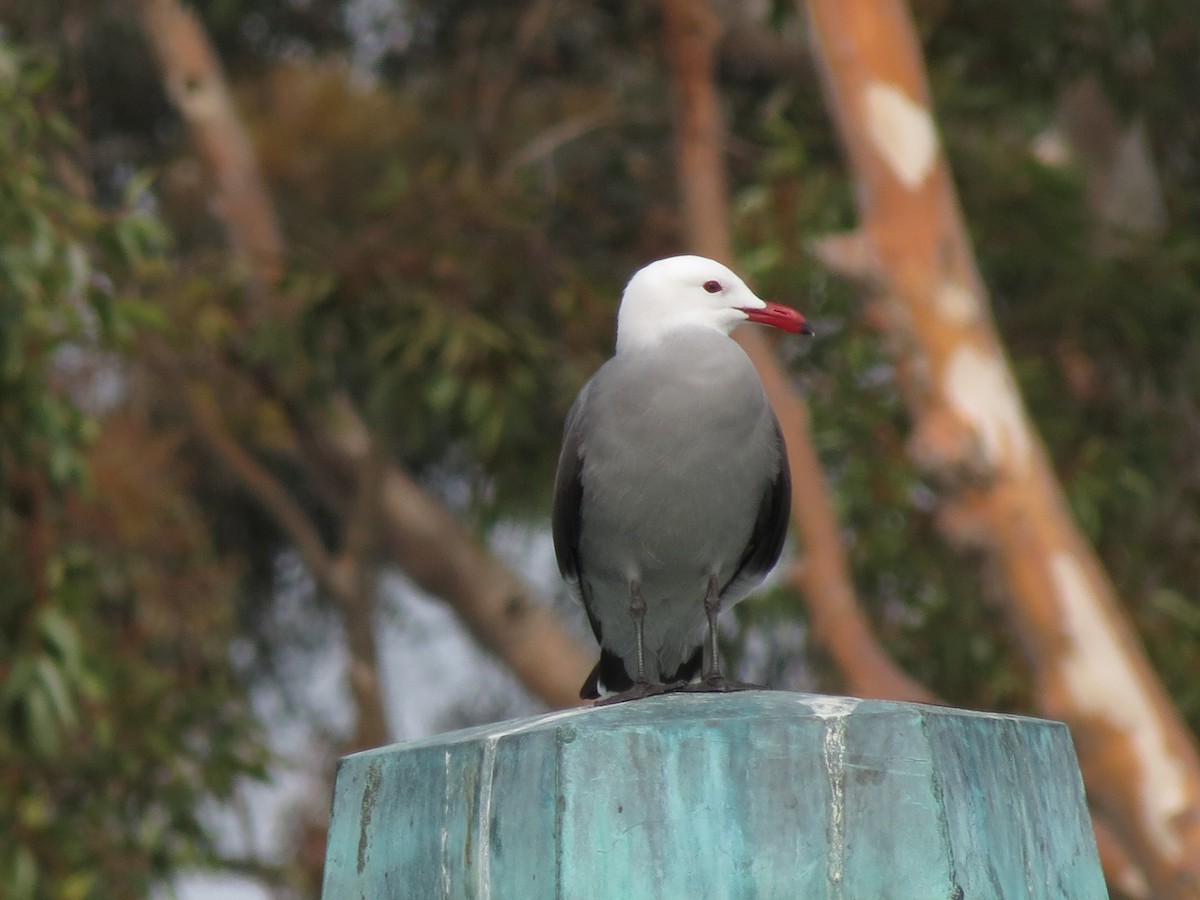 Heermann's Gull - ML174756311