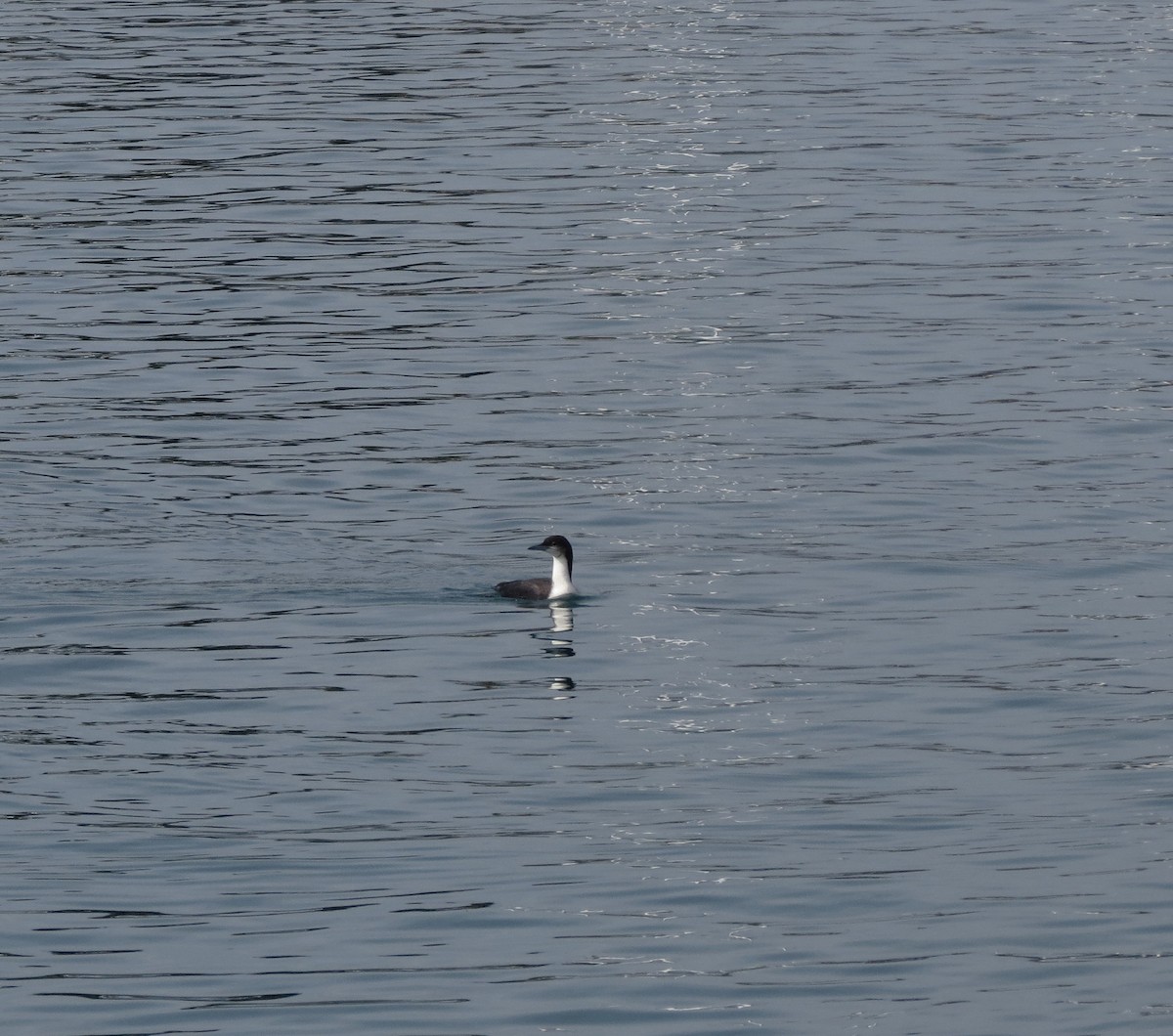 Pacific Loon - ML174756871