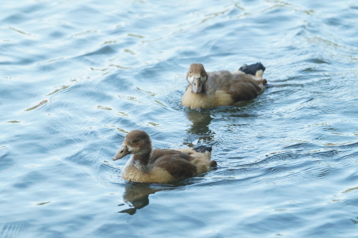 Egyptian Goose - ML174757611