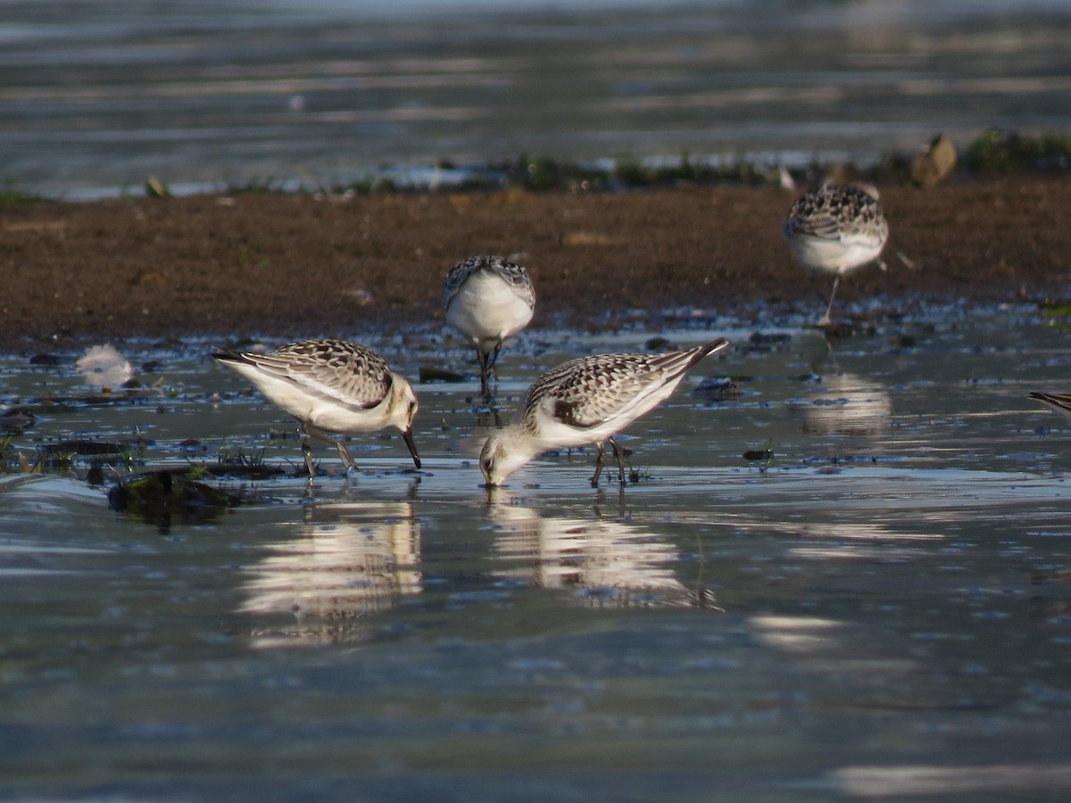 Sanderling - ML174758931