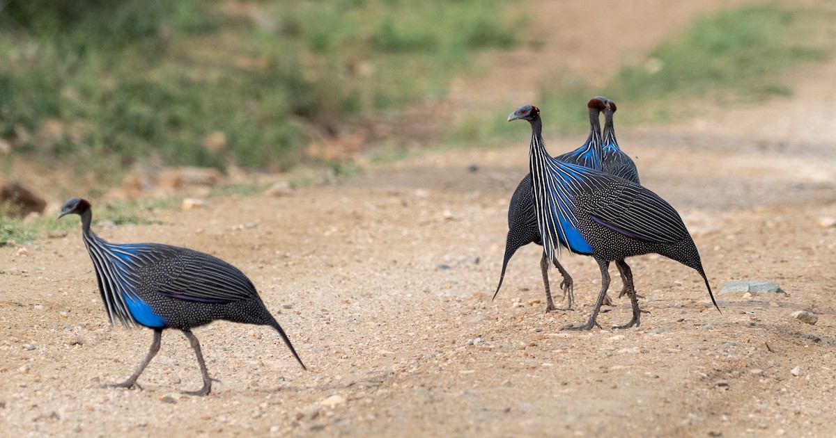 Vulturine Guineafowl - ML174759681