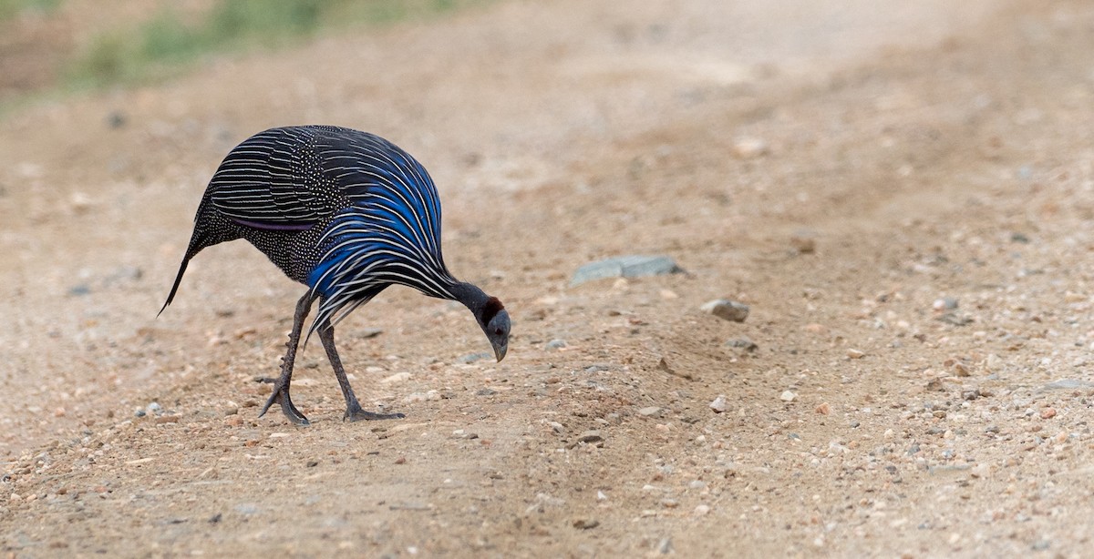 Vulturine Guineafowl - Forest Botial-Jarvis