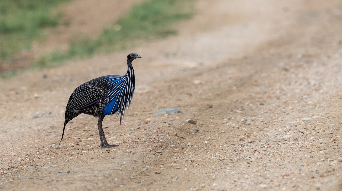 Vulturine Guineafowl - ML174759801