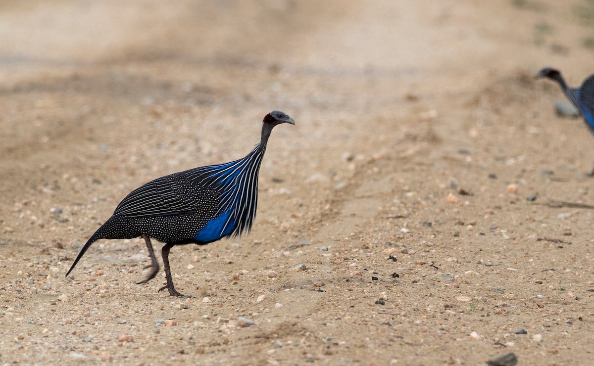 Vulturine Guineafowl - ML174759811