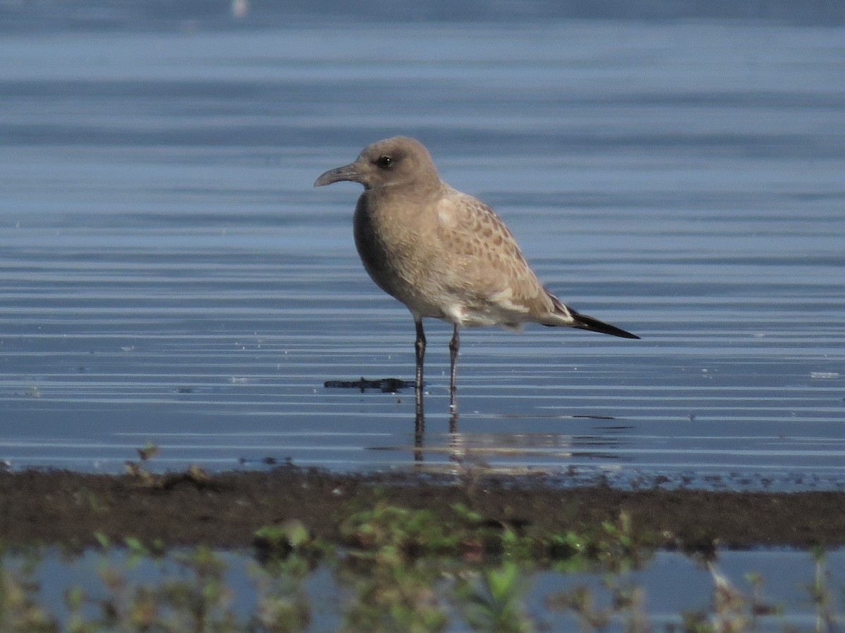 Laughing Gull - Patricia and Richard Williams