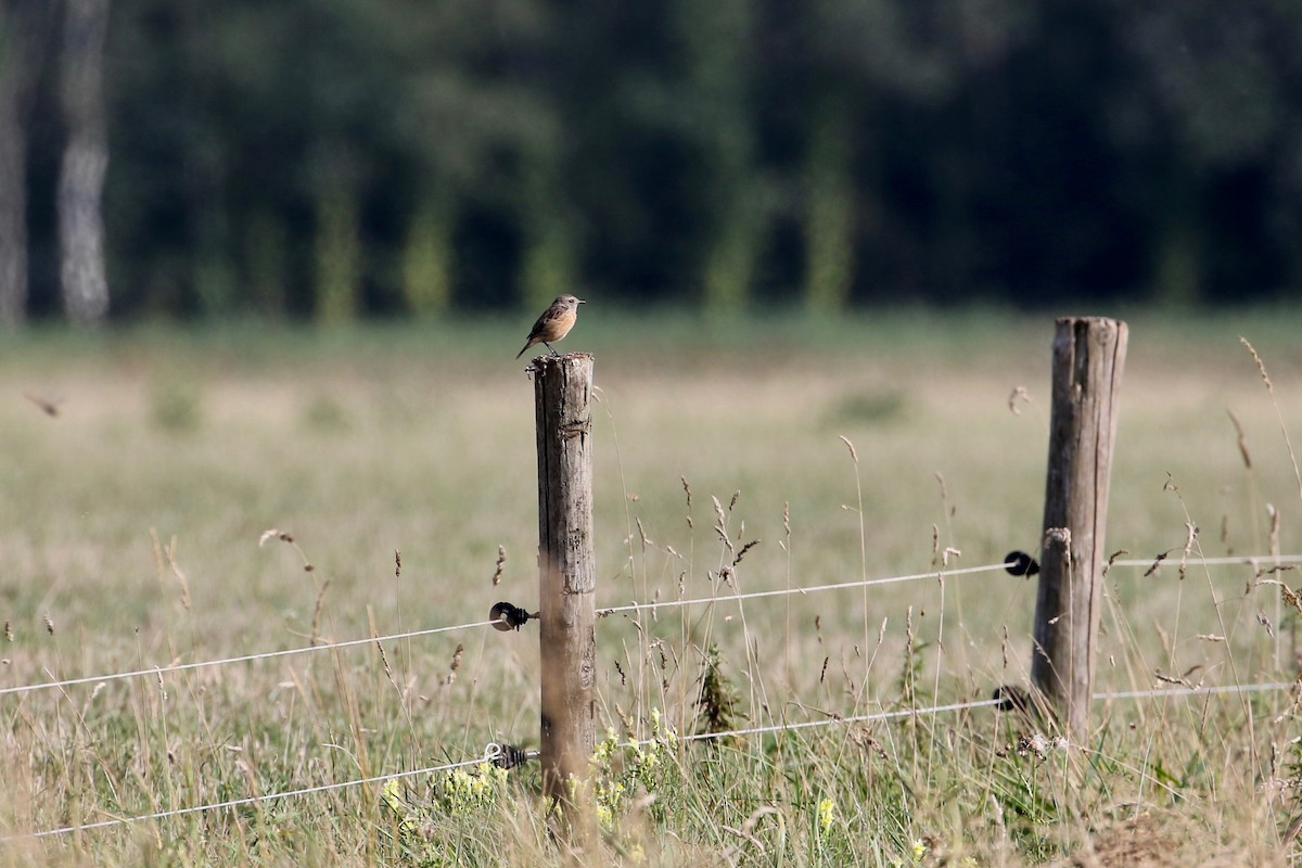 European Stonechat - ML174760051