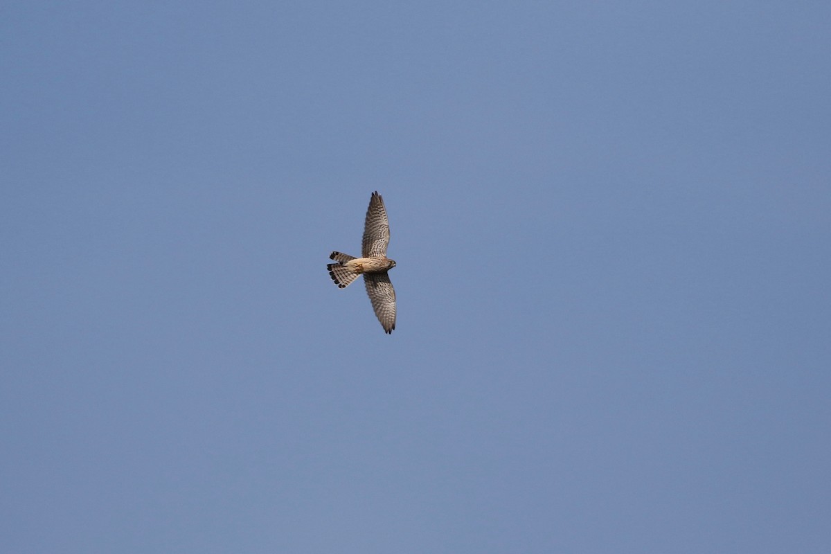 Eurasian Kestrel - John van Dort