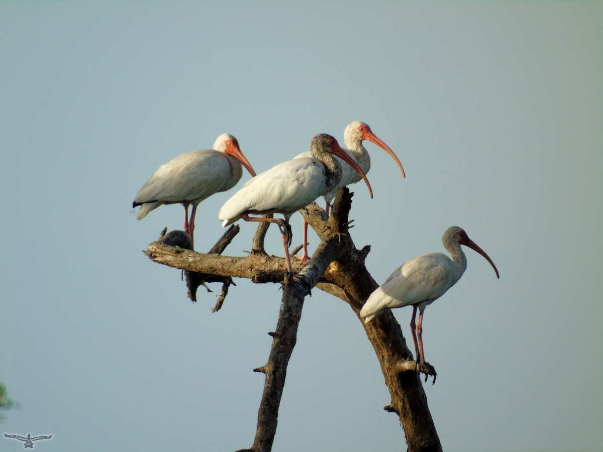 ibis bílý - ML174761841