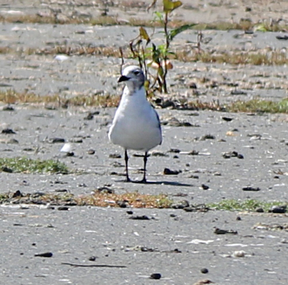 Laughing Gull - ML174761871