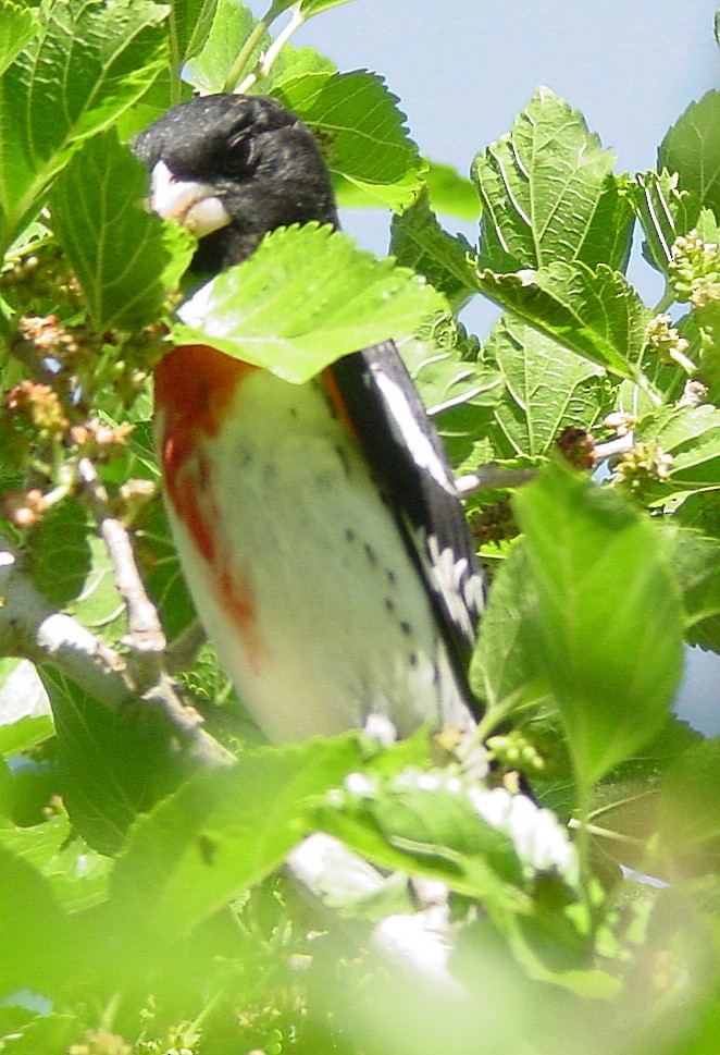 Rose-breasted Grosbeak - ML174763451