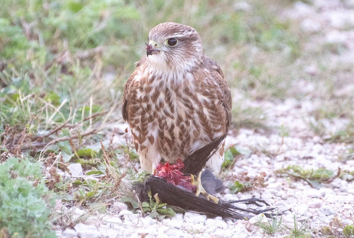 dřemlík tundrový (ssp. richardsonii) - ML174764101