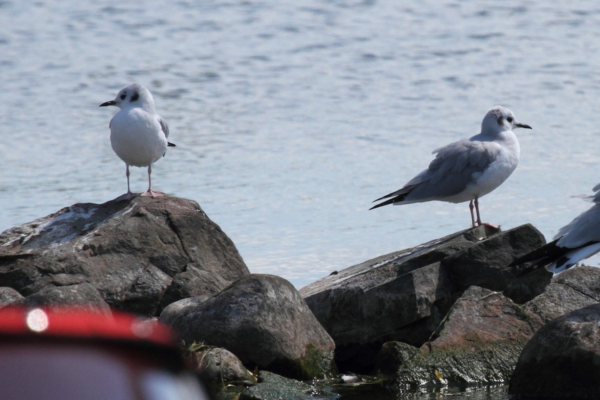 Bonaparte's Gull - ML174766781