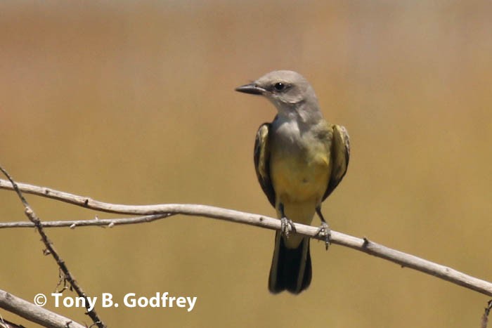 Western Kingbird - ML174769431