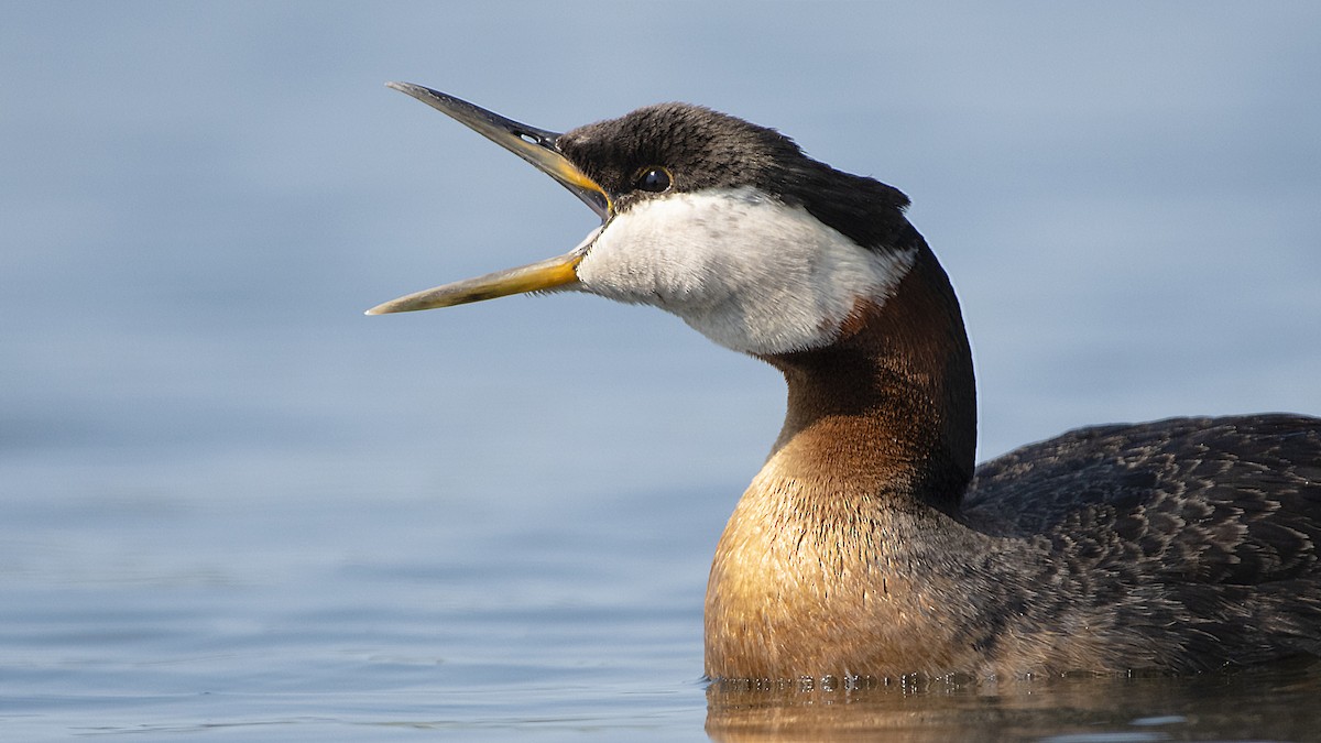 Red-necked Grebe - ML174769501