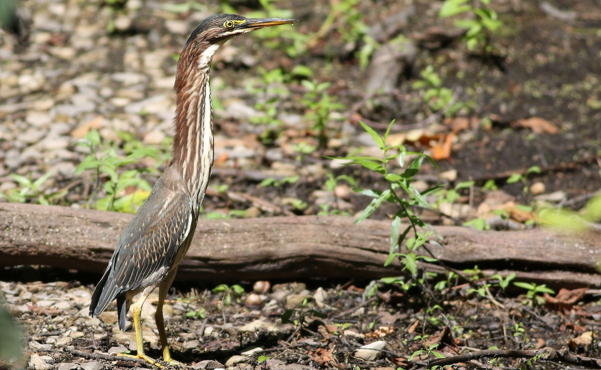 Green Heron - ML174773371