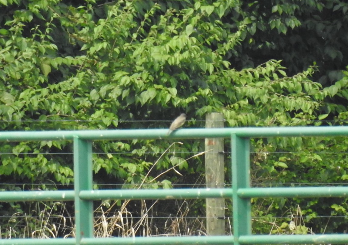 Eastern Phoebe - ML174773911