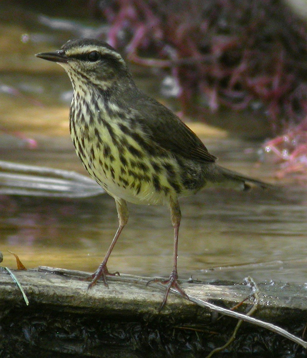 Northern Waterthrush - ML174779201