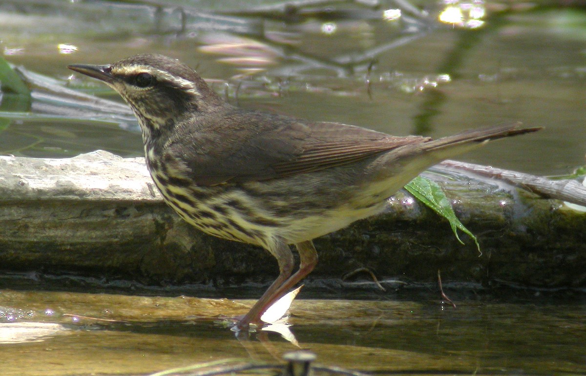 Northern Waterthrush - Ed Thomas