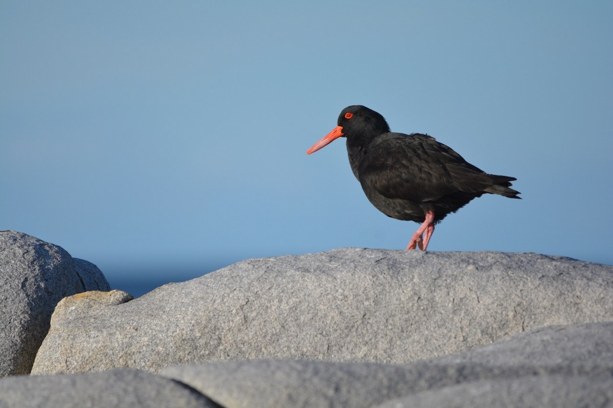 Sooty Oystercatcher - ML174779291