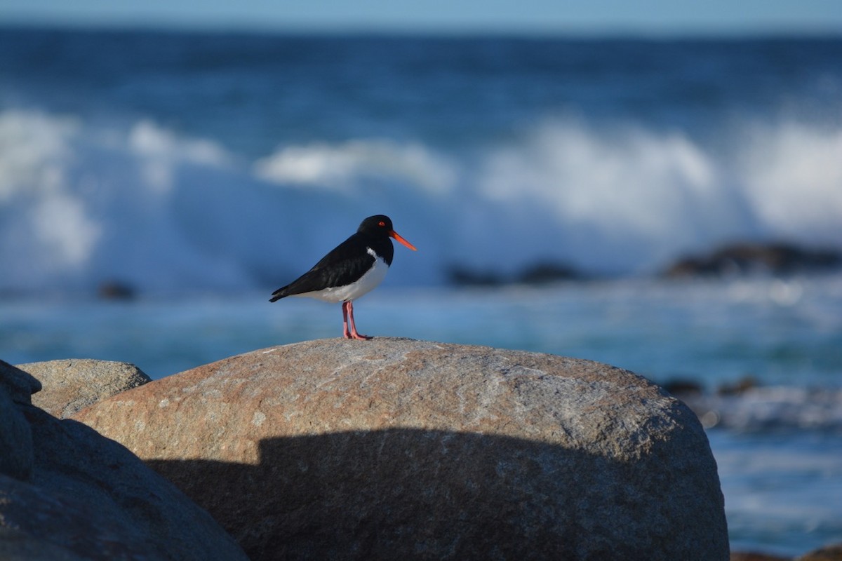 Pied Oystercatcher - ML174779321