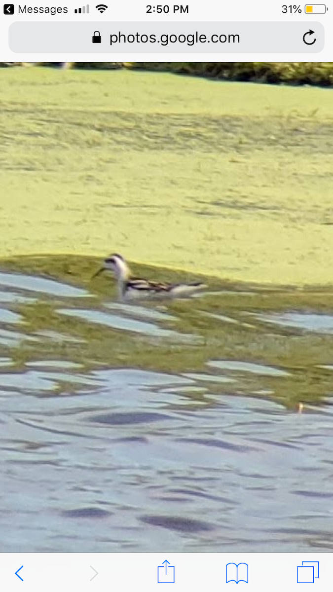 Red-necked Phalarope - Suzie Knoll