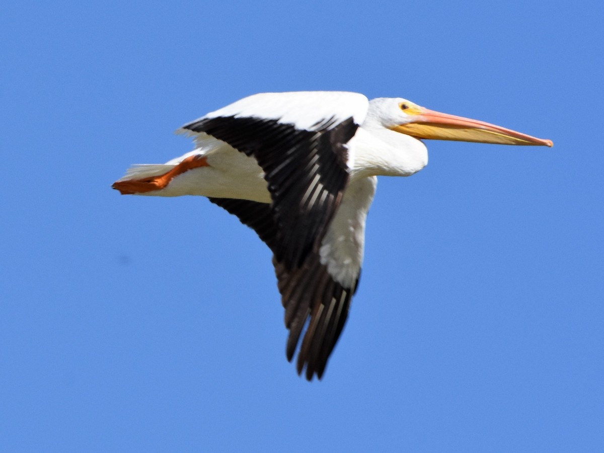 pelikán severoamerický - ML174779591