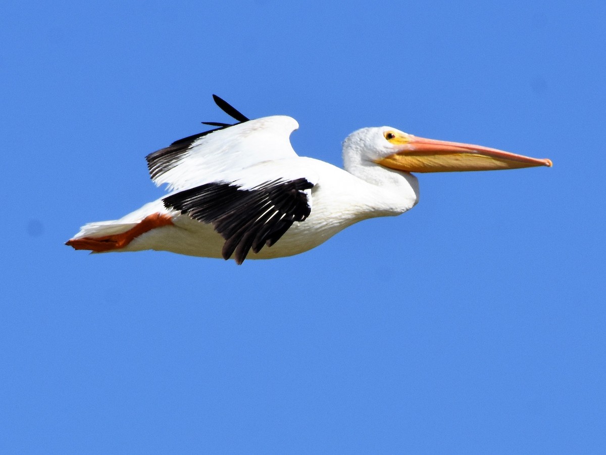 pelikán severoamerický - ML174779611
