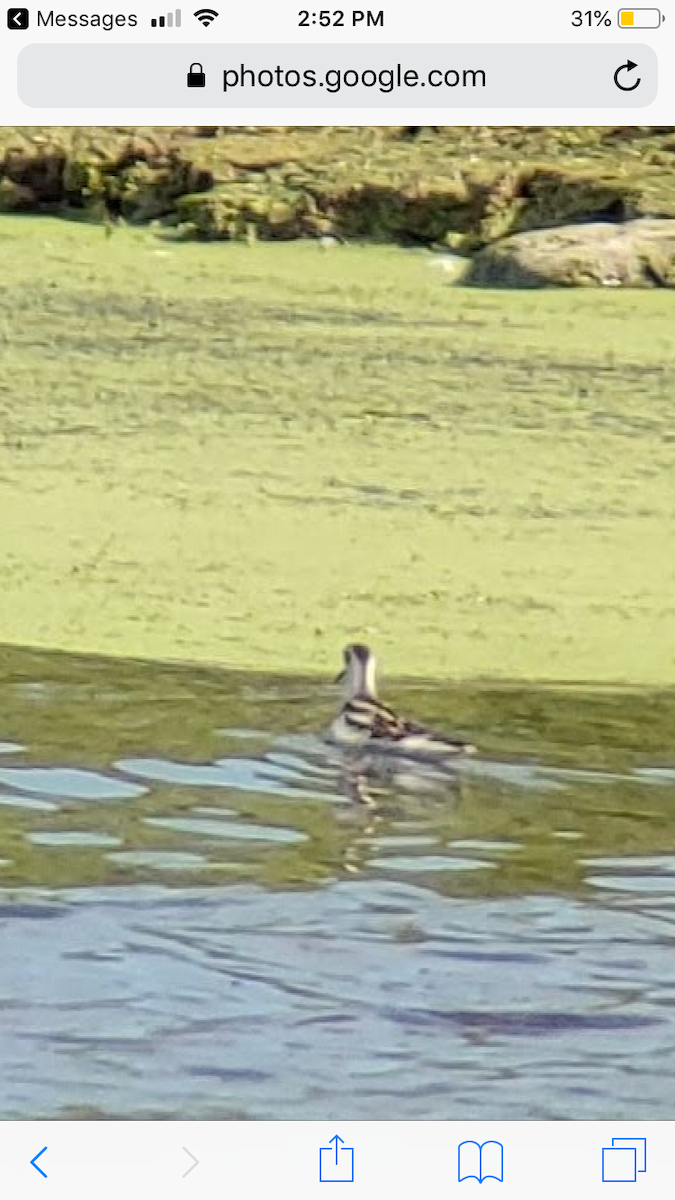 Red-necked Phalarope - ML174779641