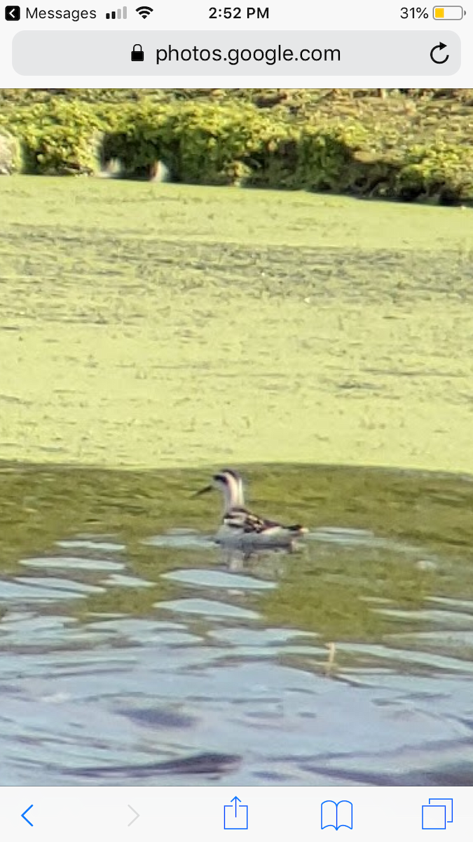 Red-necked Phalarope - ML174779681