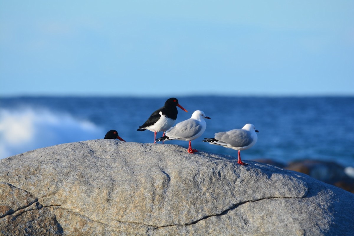 Silver Gull - ML174779811