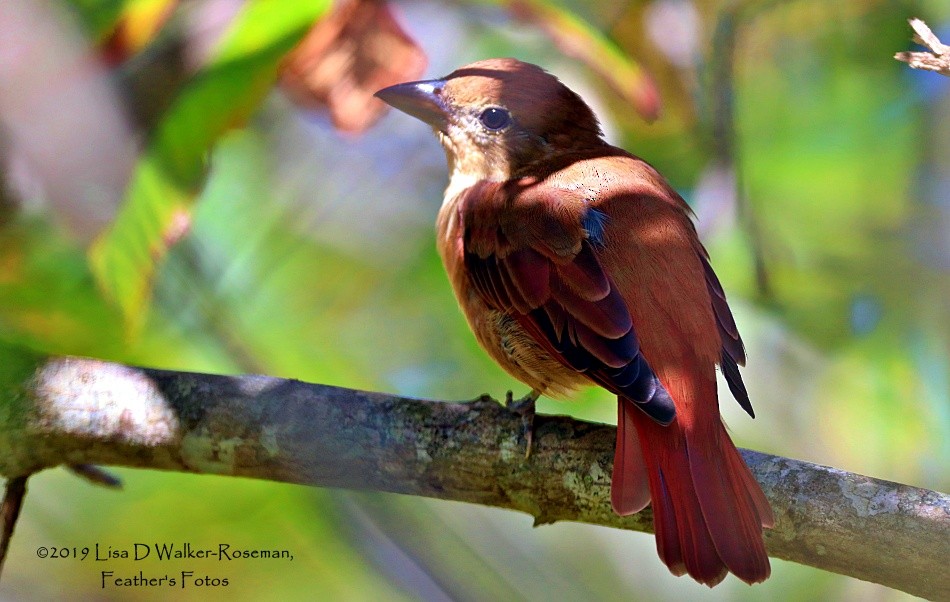 Piranga vermillon - ML174780161