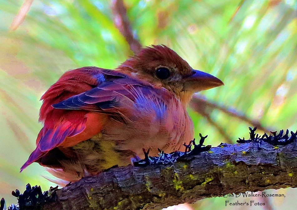 Summer Tanager - ML174780171