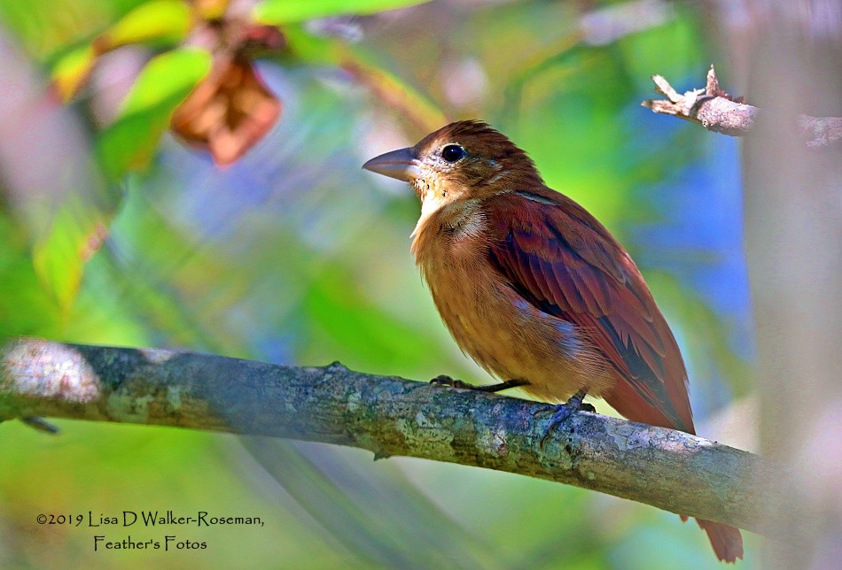 Summer Tanager - ML174780181
