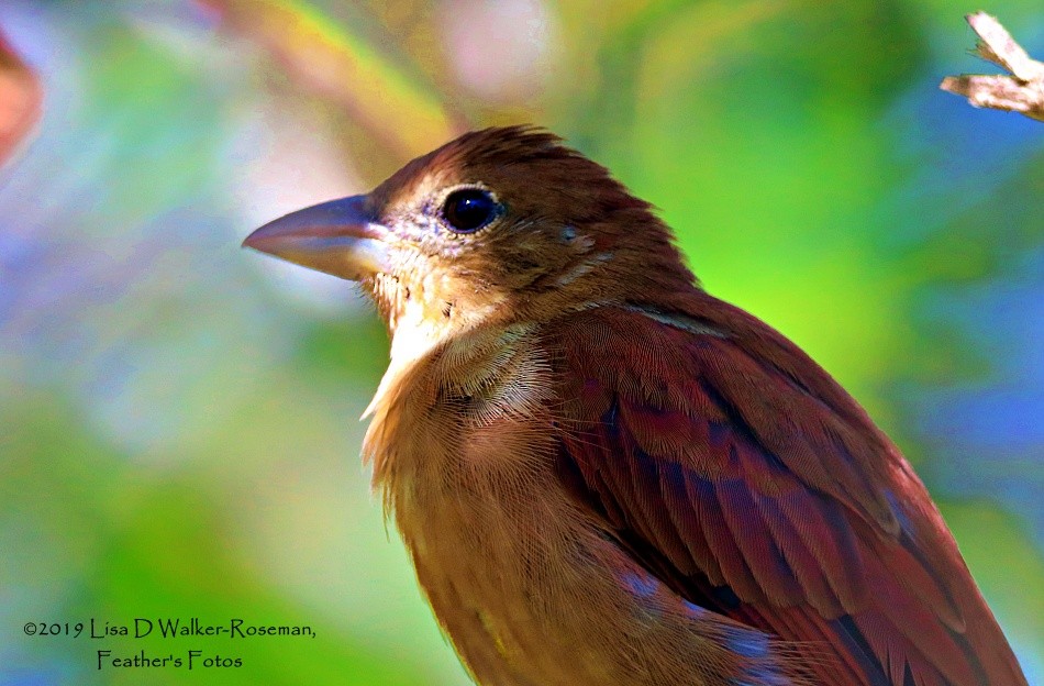 Summer Tanager - ML174780191