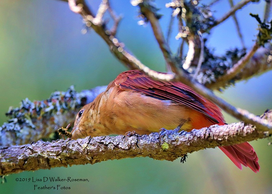 Summer Tanager - ML174780201