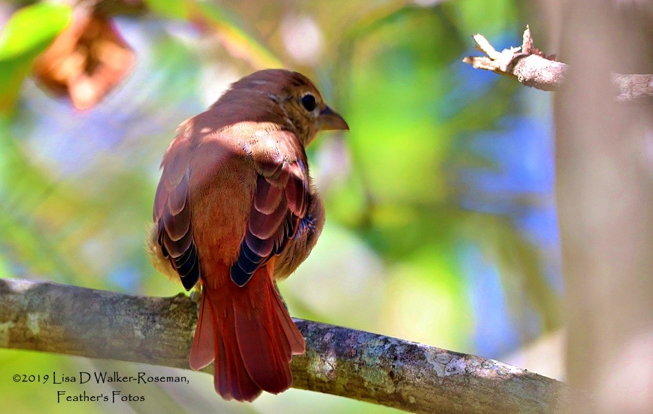 Summer Tanager - ML174780211