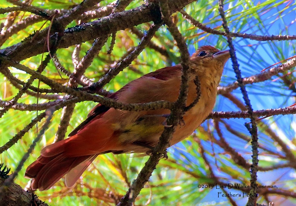 Summer Tanager - ML174780231