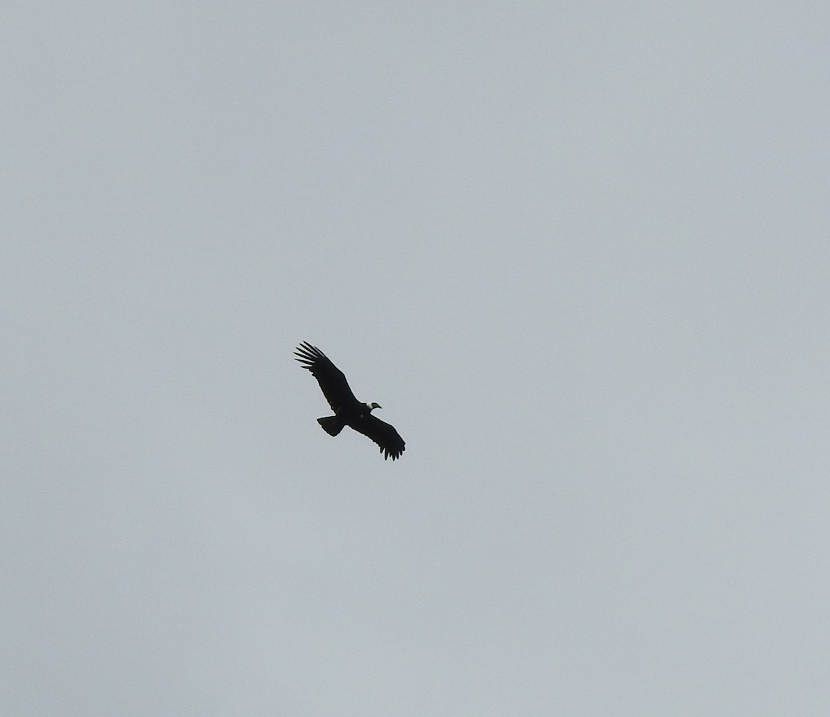 Andean Condor - ML174780721